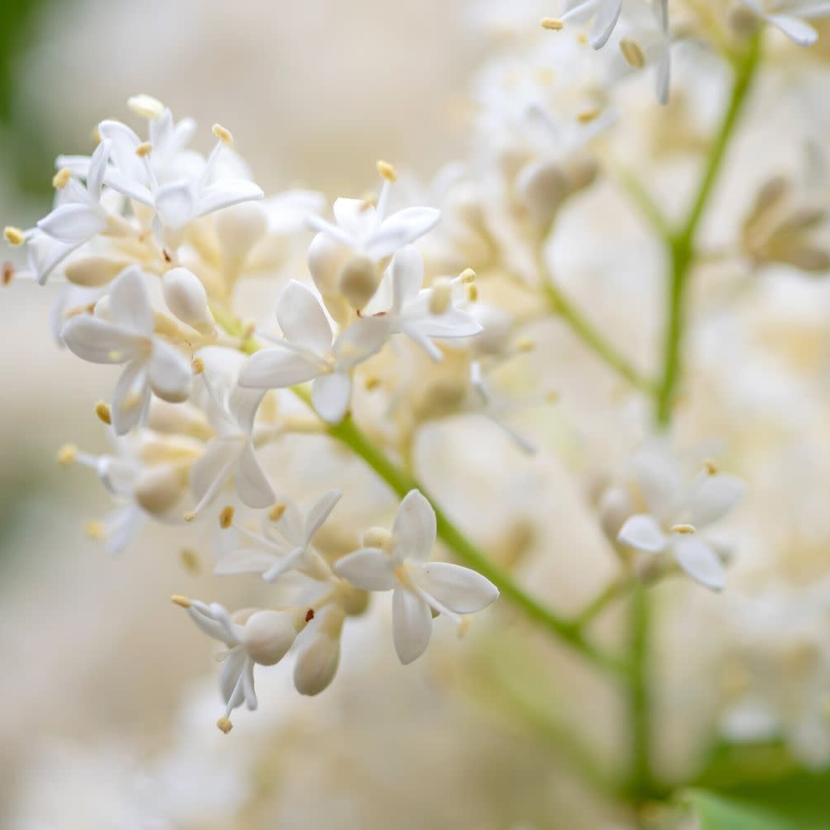 Lilac Ivory Silk Japanese Tree