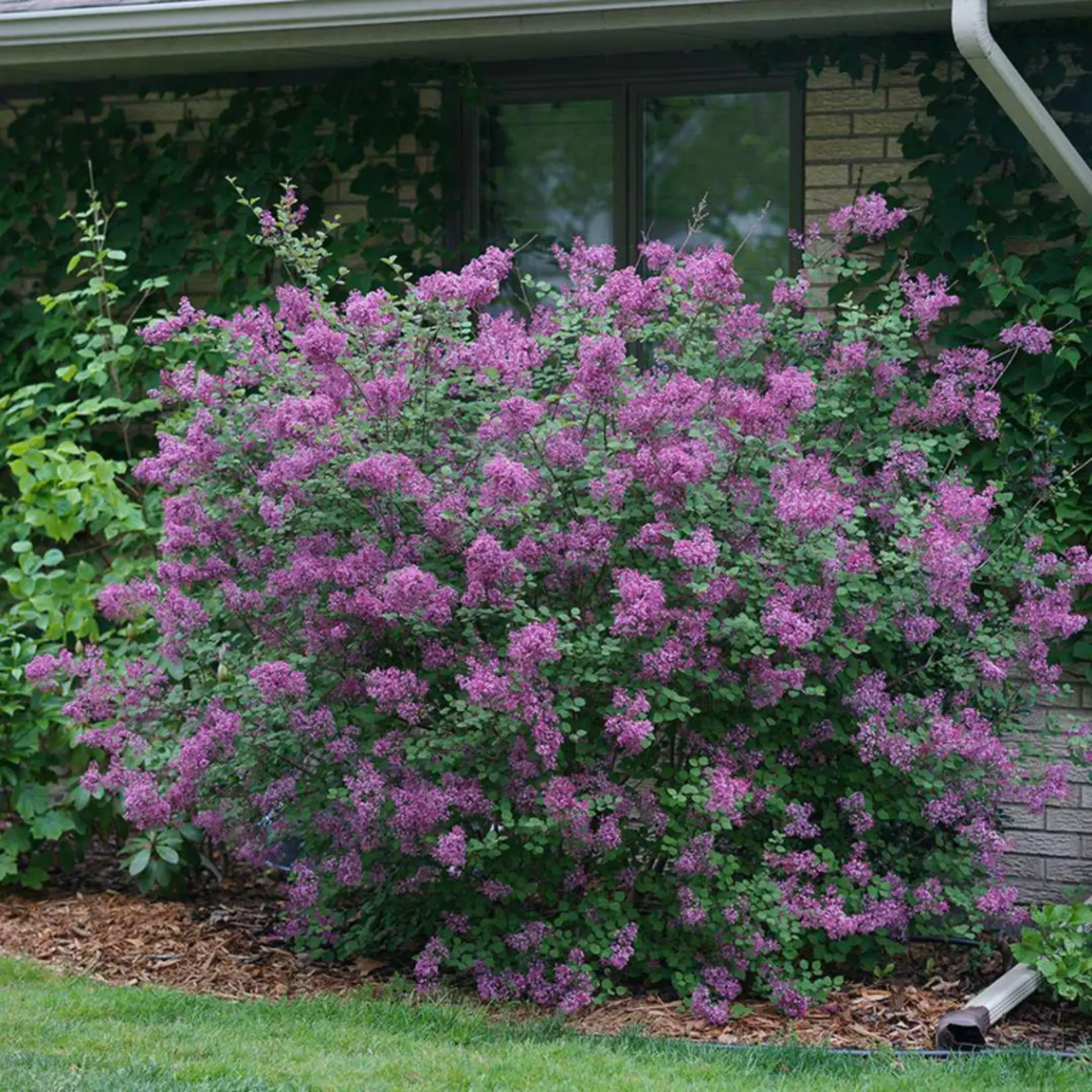 Lilac Bloomerang Dark Purple 2 gal