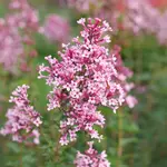Lilac Bloomerang Ballet