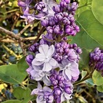 Lilac Scentara Double Blue