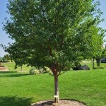 Elm Endeavor