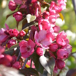 Crabapple Gladiator Rosybloom