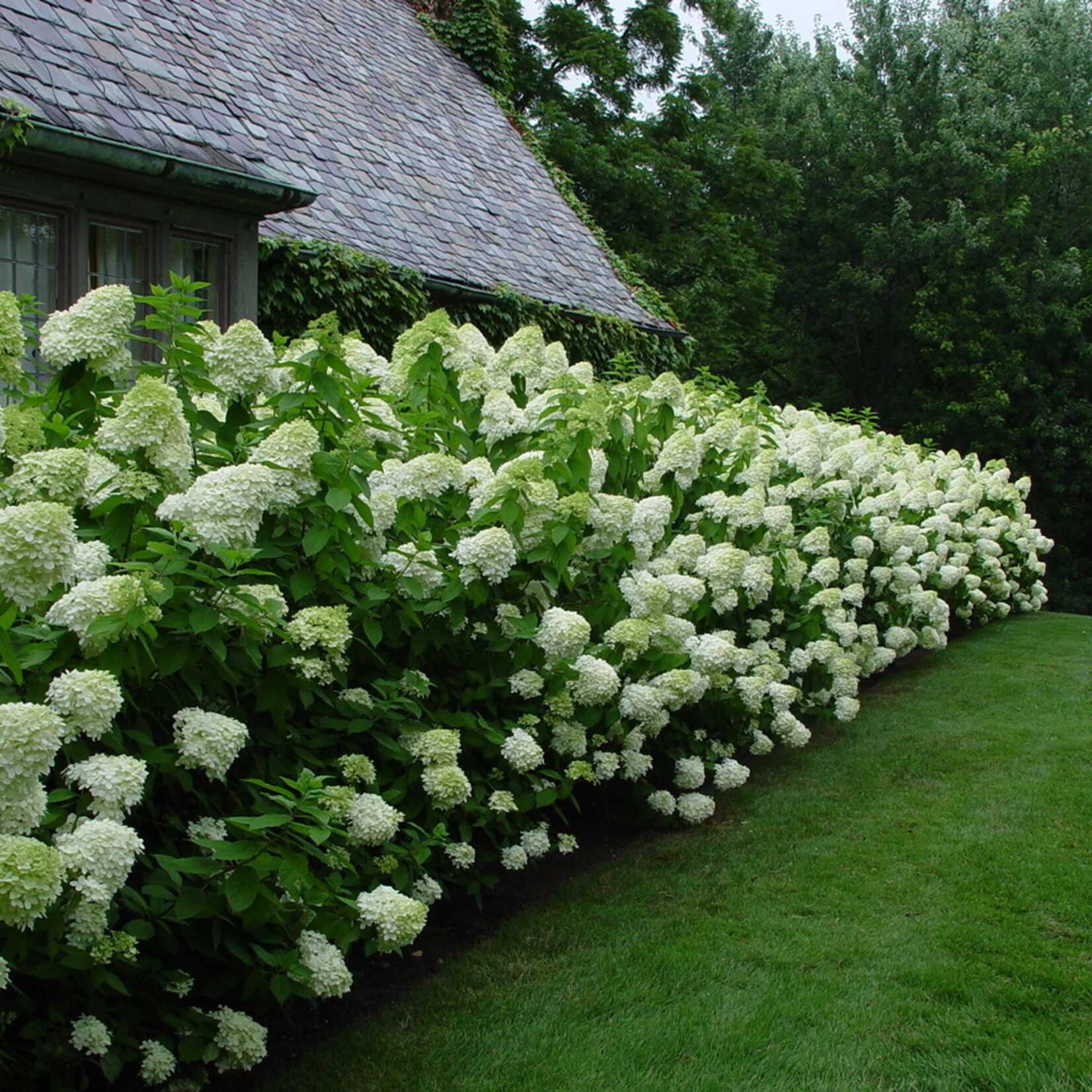 Hydrangea Limelight