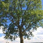 Common Hackberry