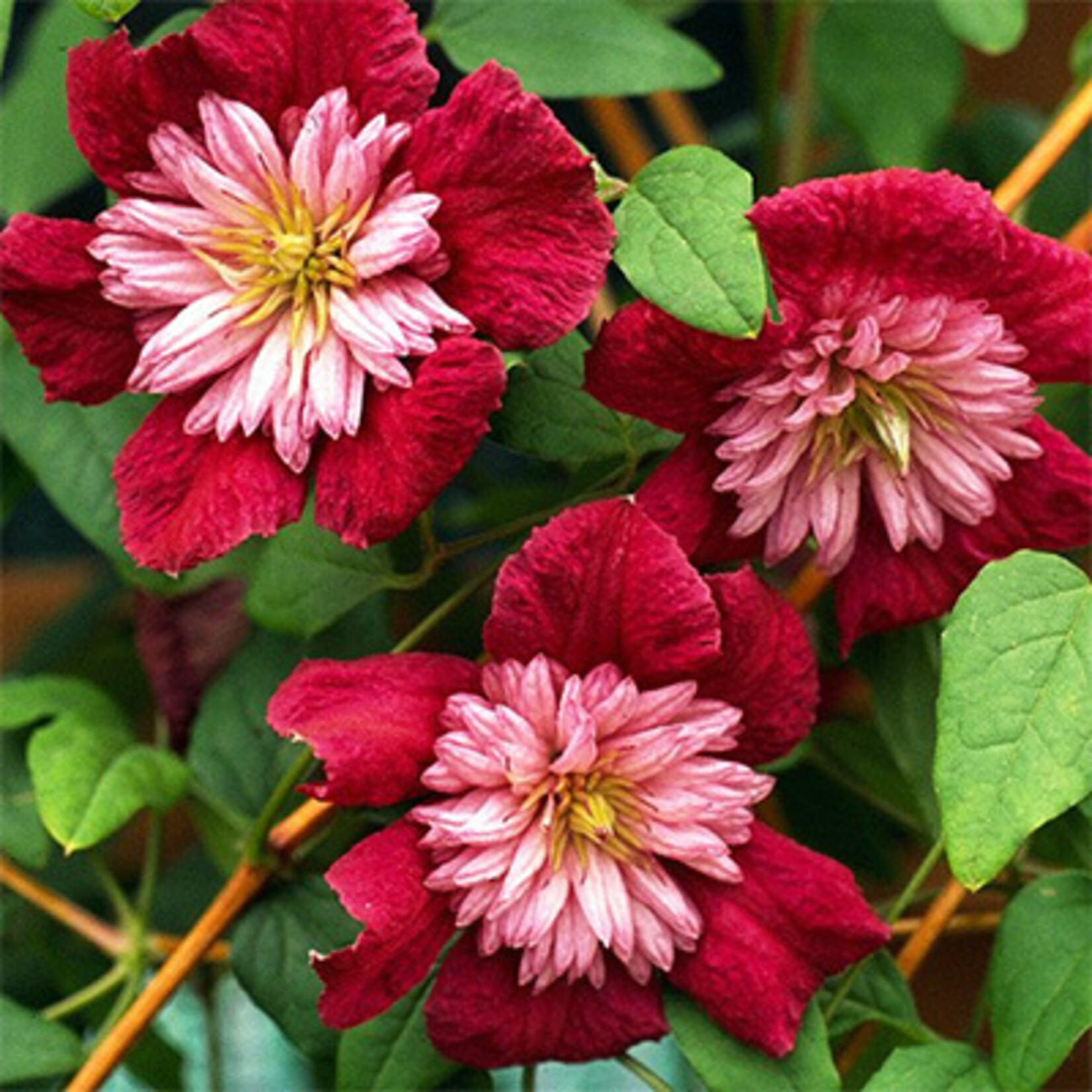 Clematis Raymond Evison Avant Garde
