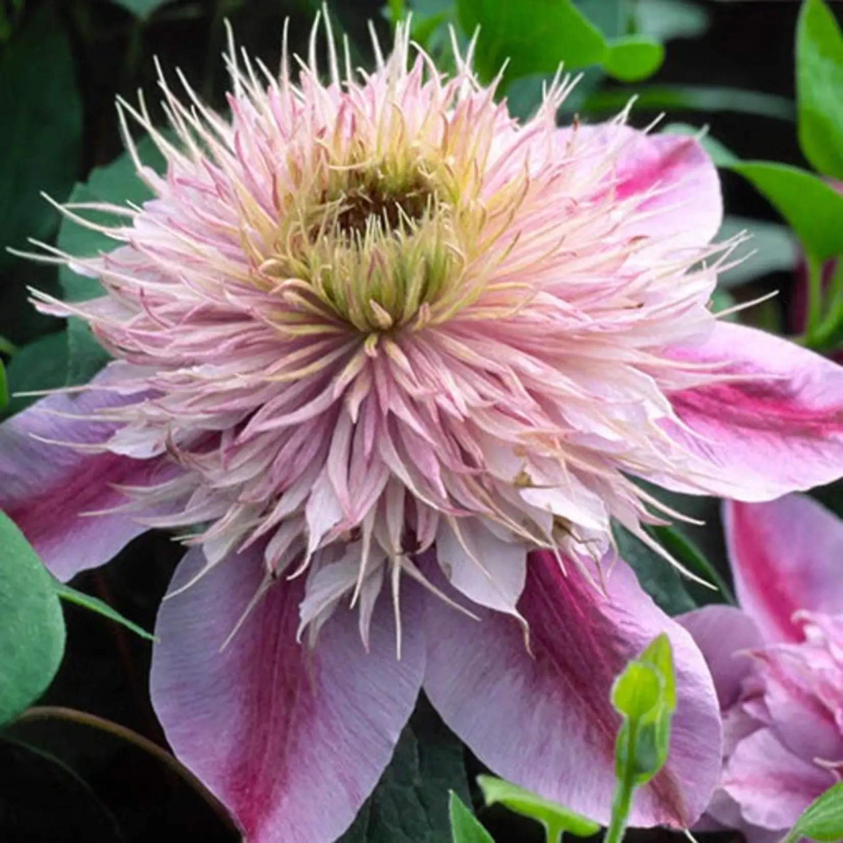 Clematis Raymond Evison Empress
