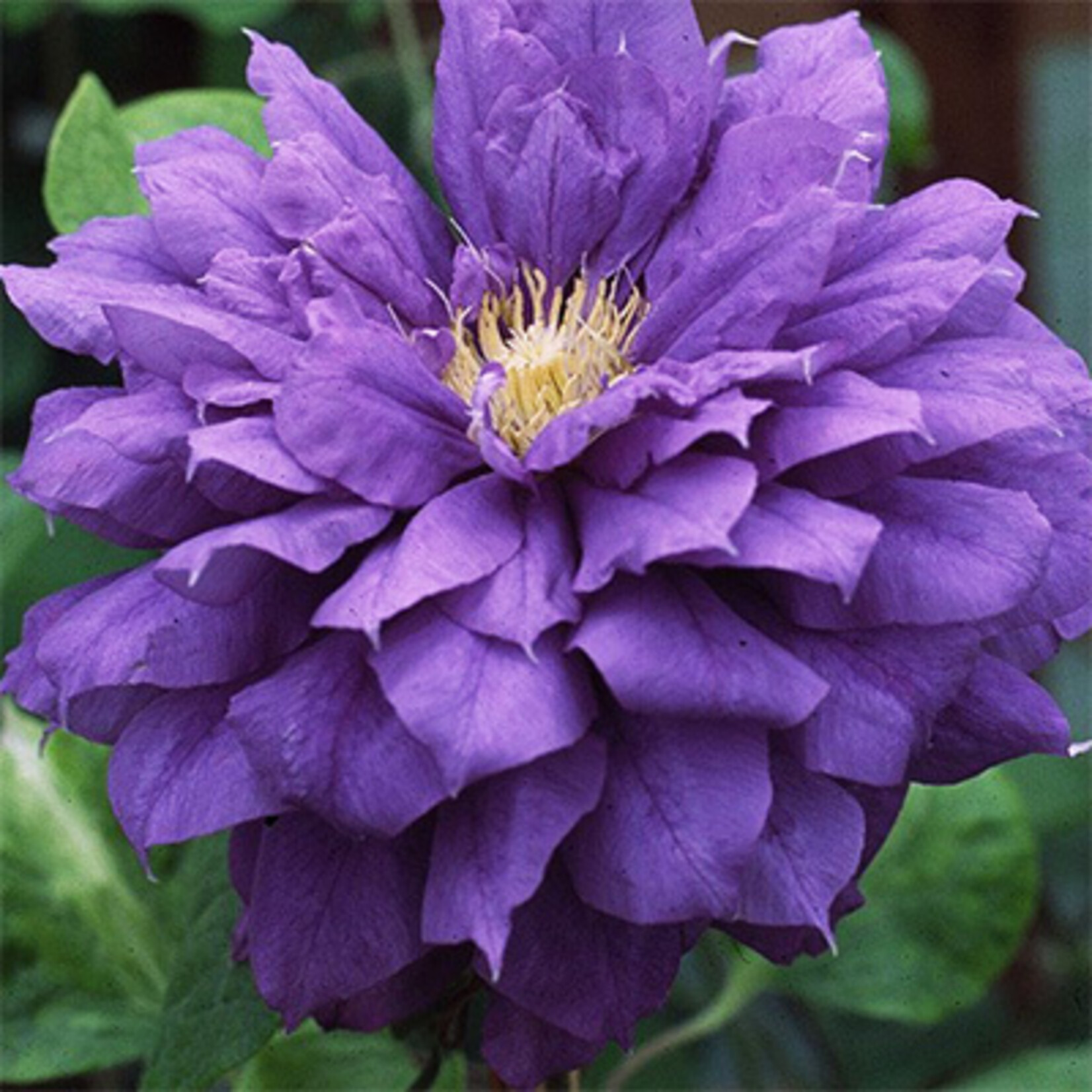 Clematis Raymond Evison Franziska Maria