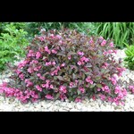 Weigela Minuet
