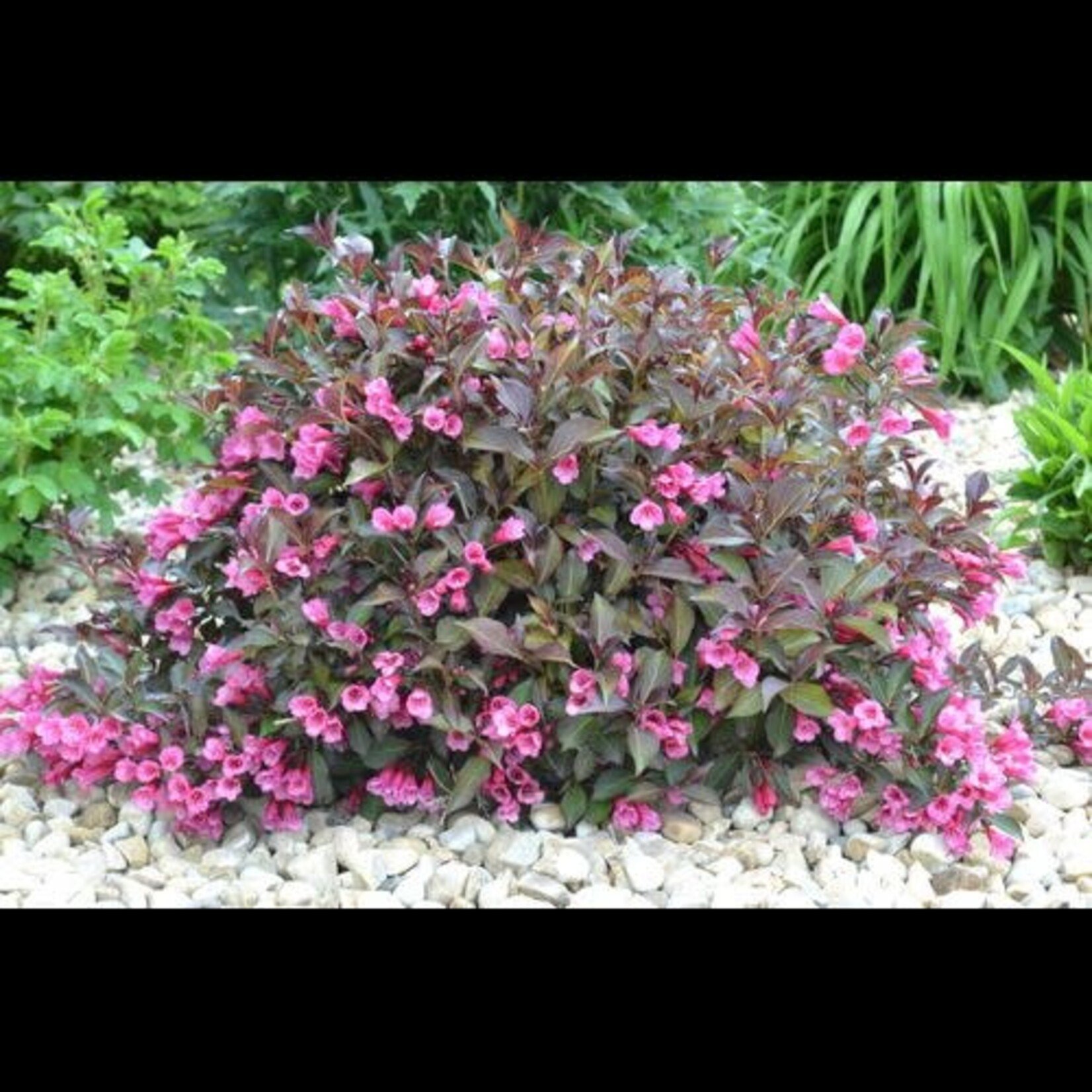 Weigela Minuet