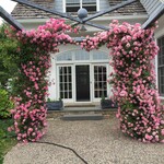 Rose John Davis