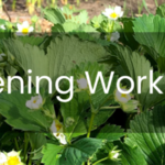 Workshops