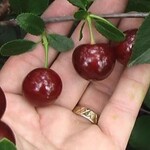 Cherry Sweet Thing