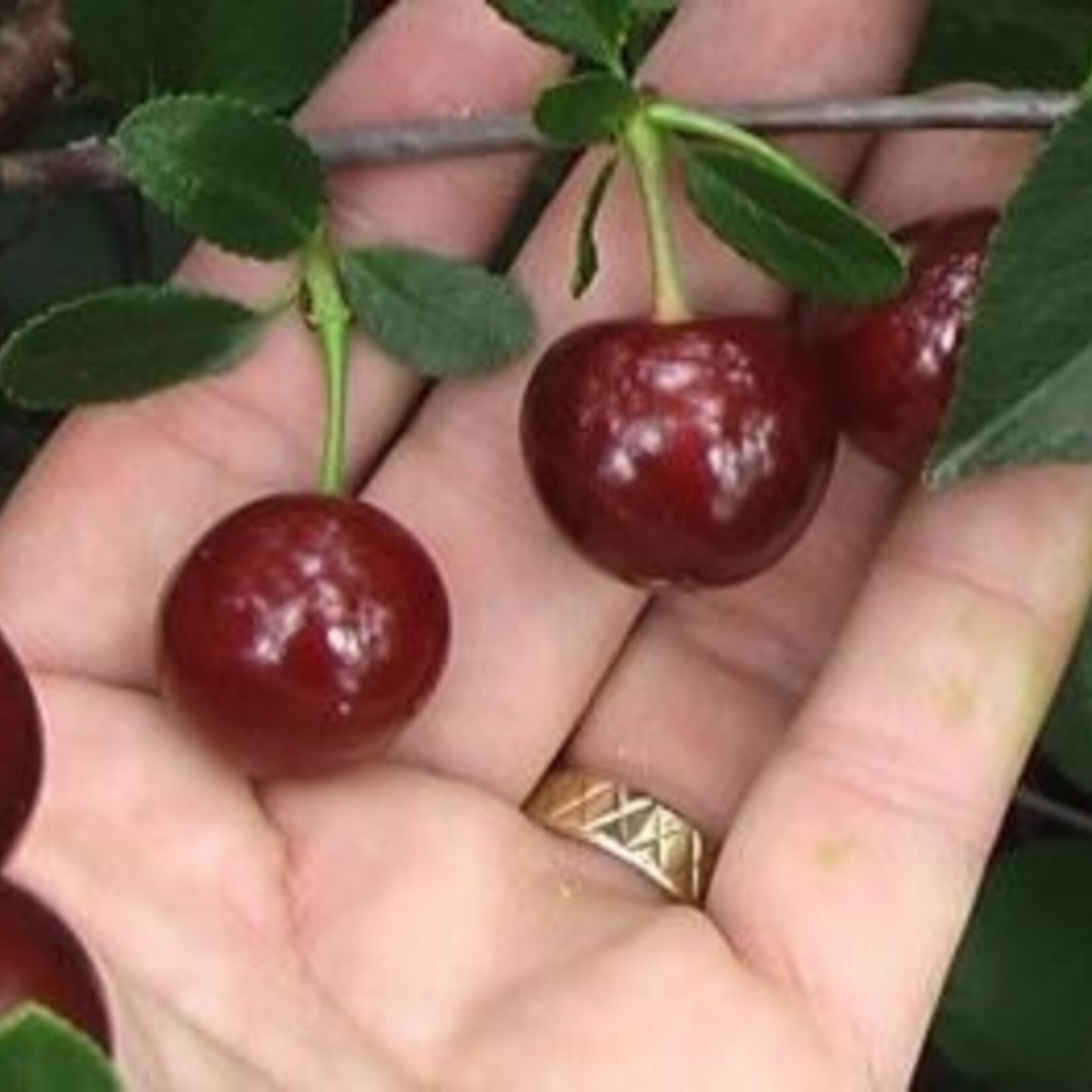 Cherry Sweet Thing 2 gal