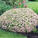 Spirea Little Princess