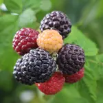 Raspberry Black