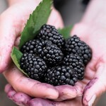Blackberry Chester Thornless