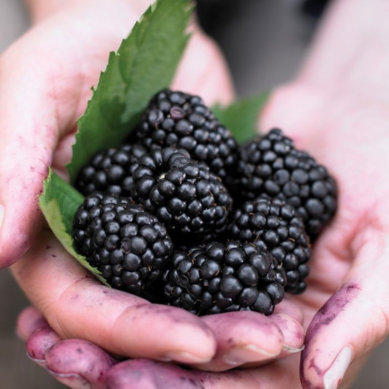 Blackberry Chester Thornless