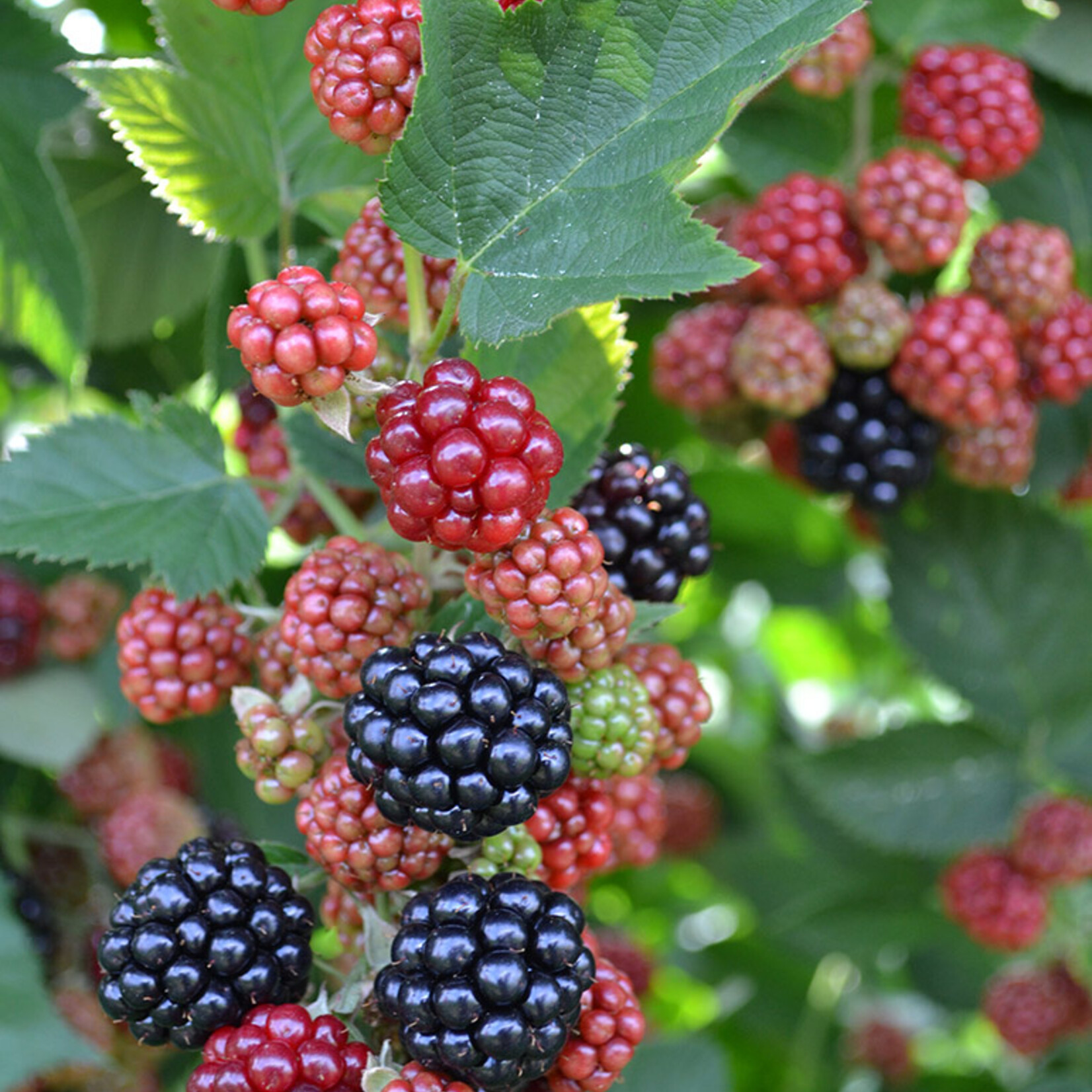 Blackberry Chester Thornless