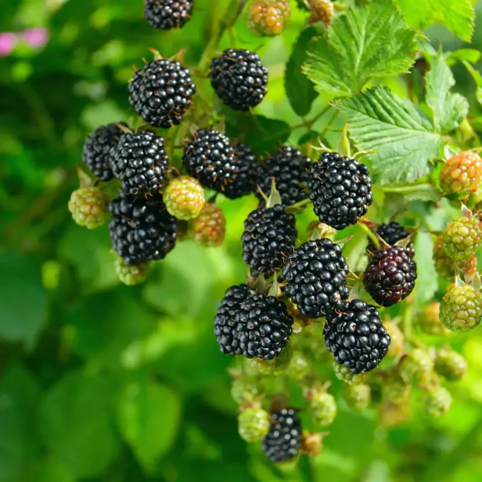 Blackberry Chester Thornless