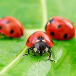 Ladybugs