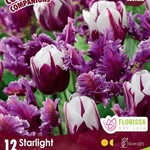 Colorful Companion Starlight