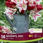 Colorful Companion Jazzberry Jam