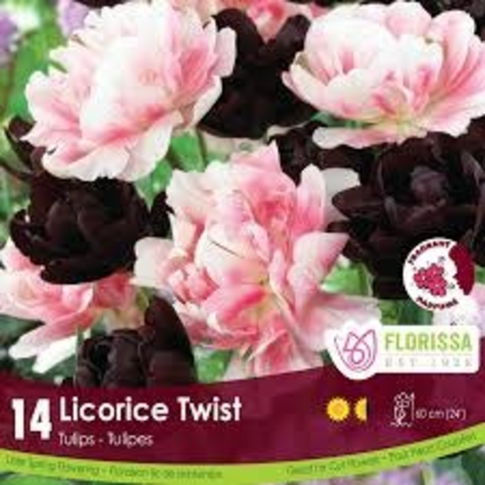 Colorful Companion Licorice Twist