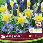 Colorful Companion Spring Cheer