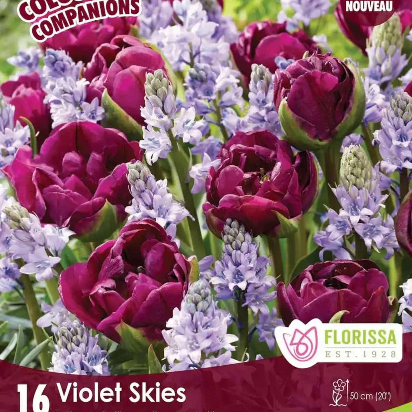 Colorful Companion Violet Skies