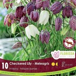 Fritillaria Meleagris