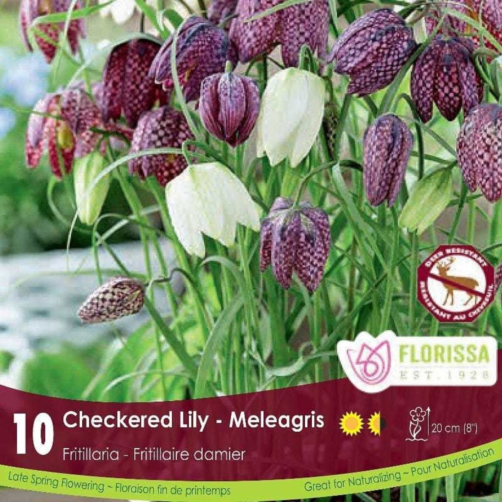 Fritillaria Meleagris