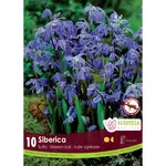 Scilla Siberian