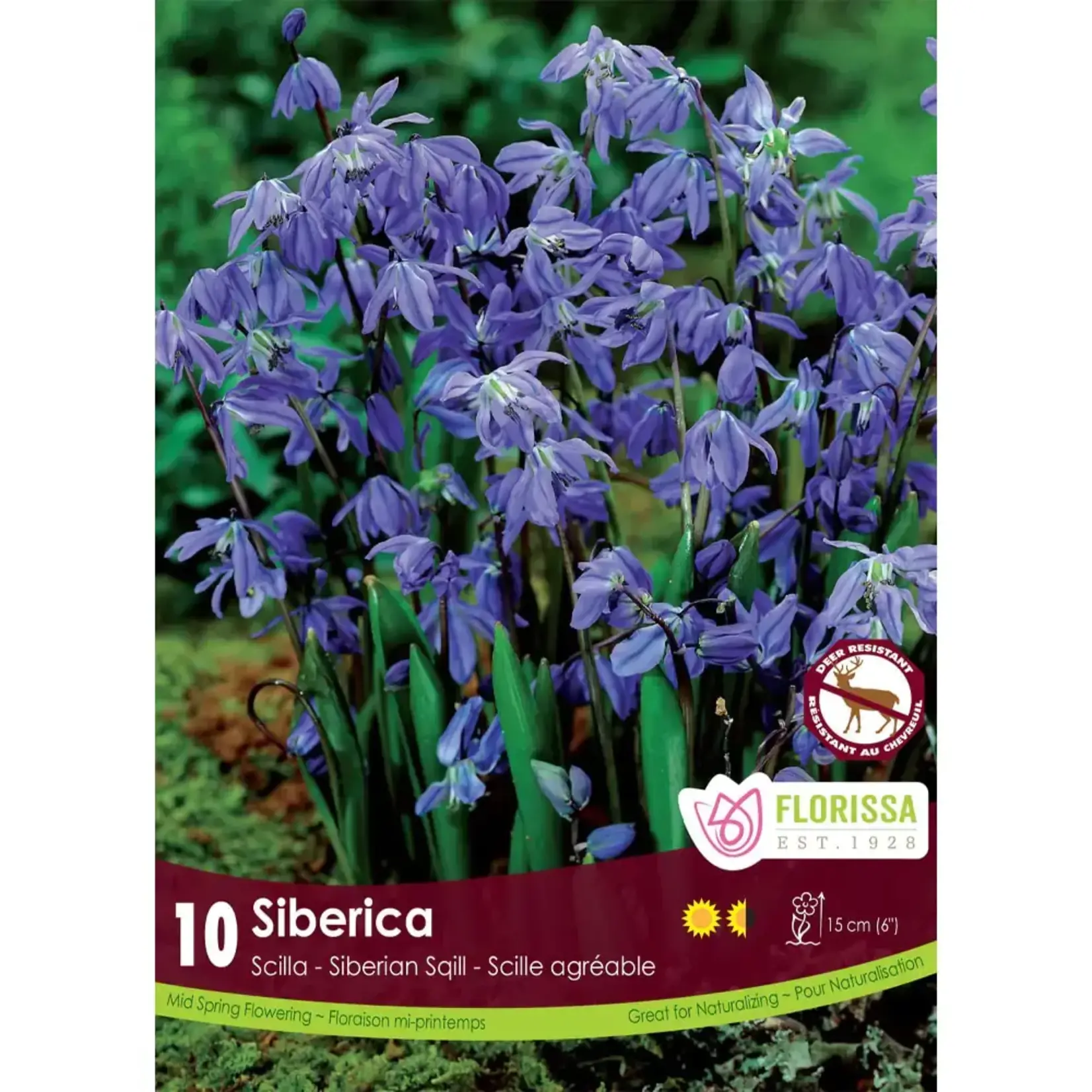 Scilla Siberian
