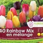 Tulip Rainbow Mix