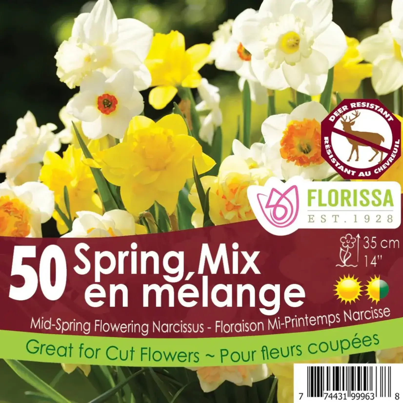 Daffodil Spring Mix