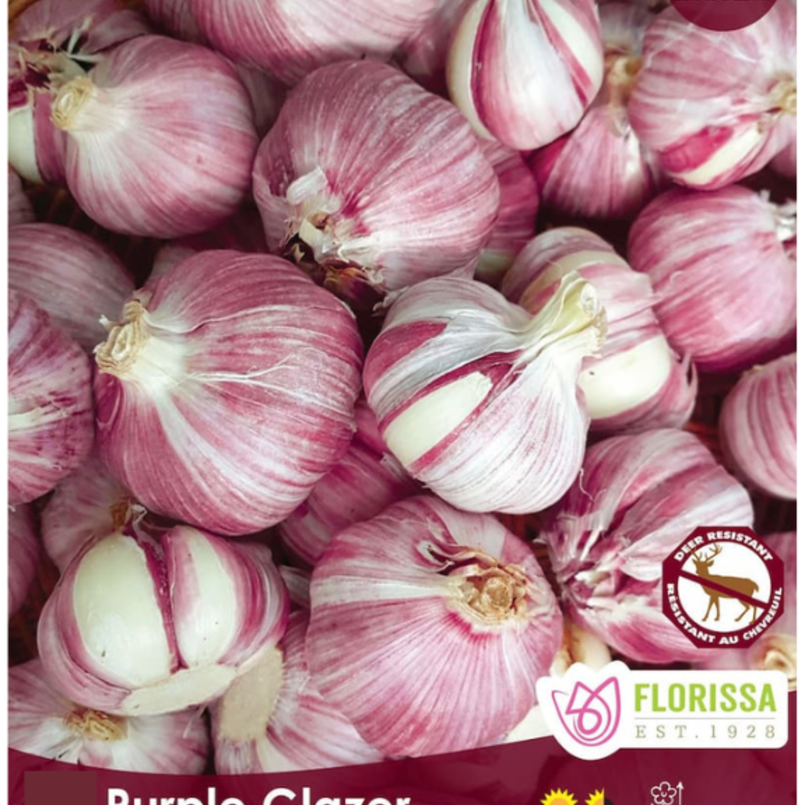Garlic Hard Neck Purple Glazer per bulb
