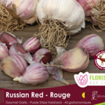 Garlic Hard Neck Red Russian per bulb