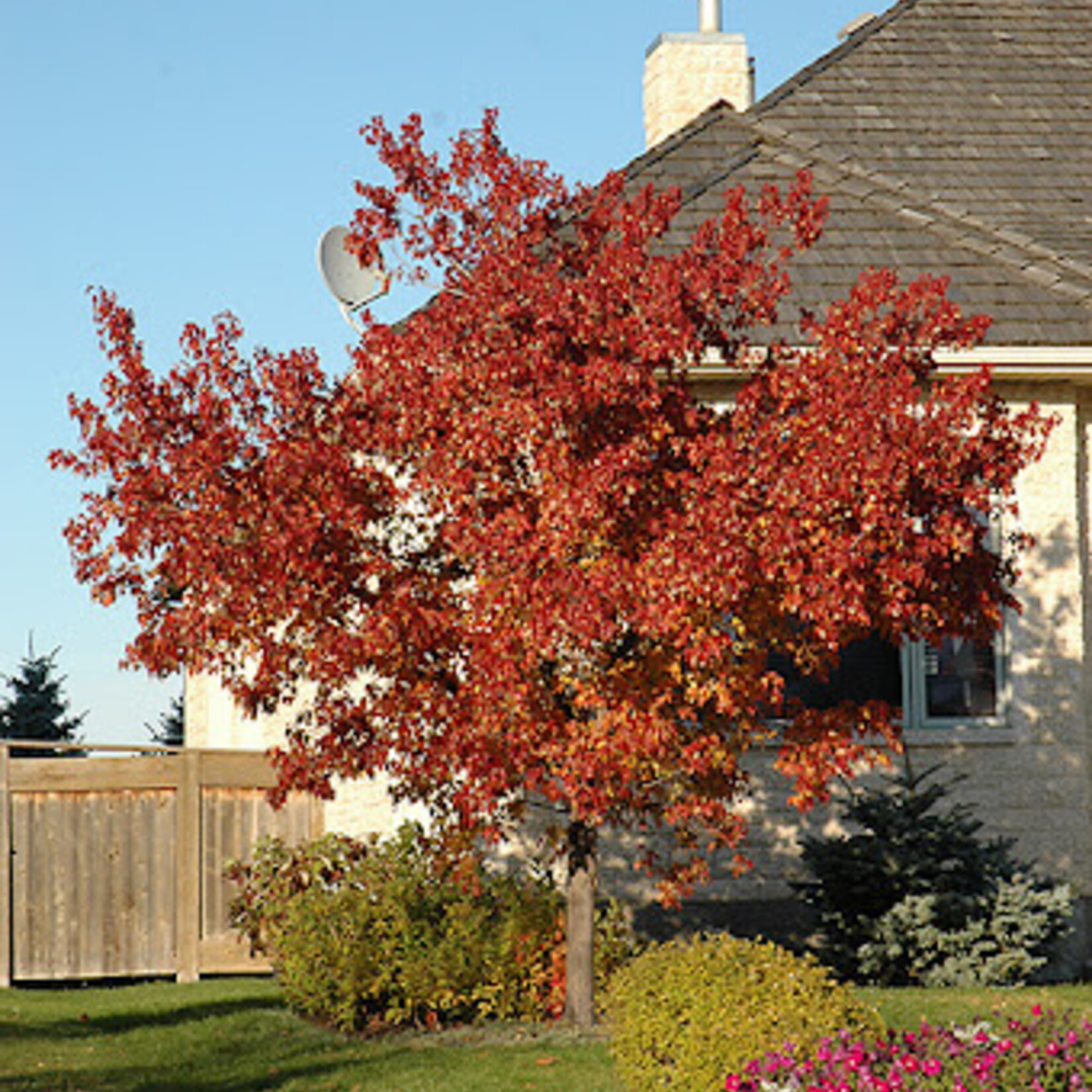Maple Hot Wings Tatarian