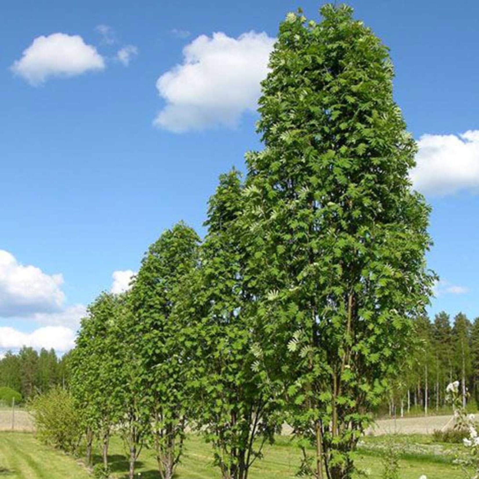 Mountain Ash Luxor Pyramidal