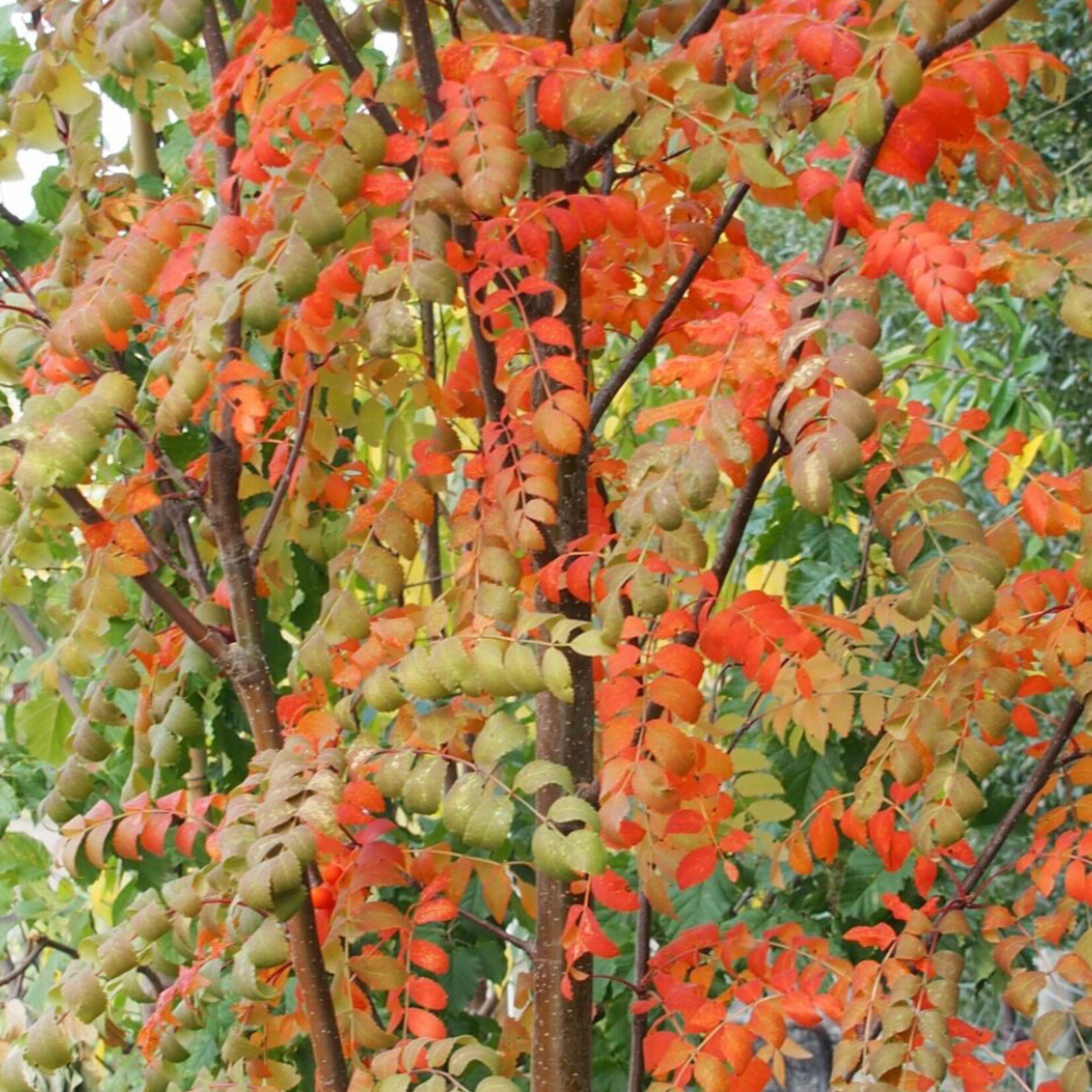 Mountain Ash Luxor Pyramidal