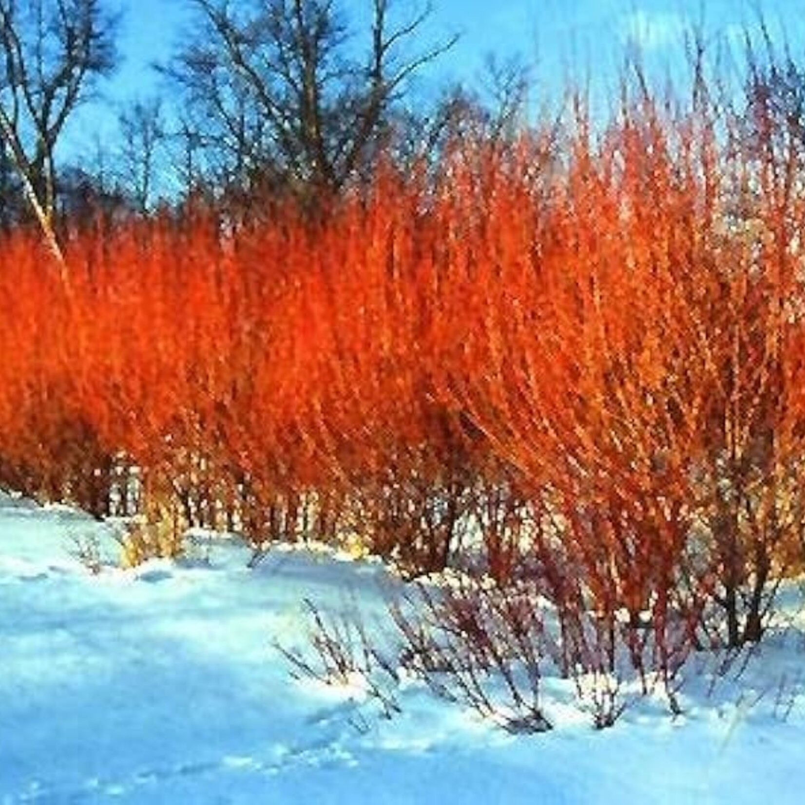 Flame Willow