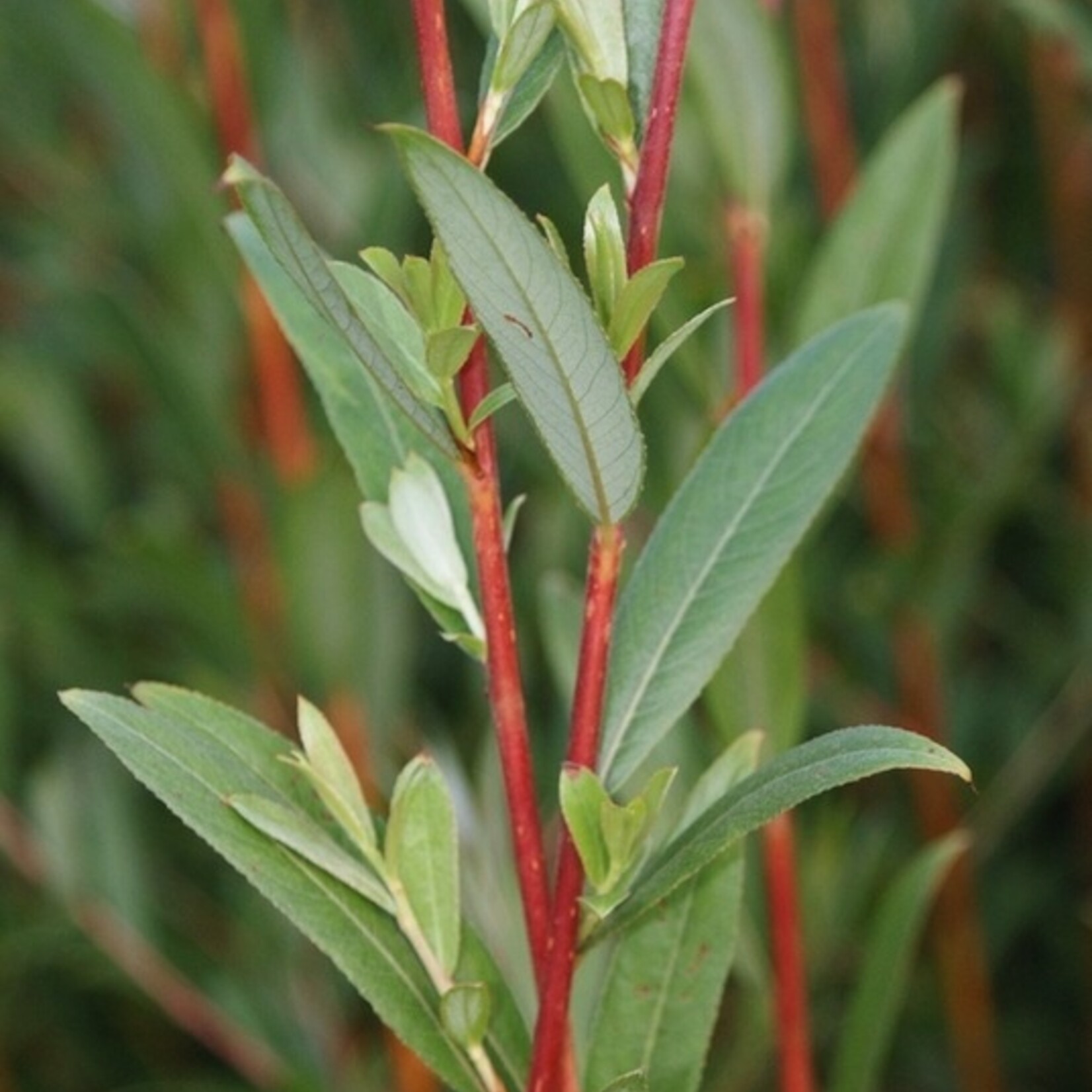 Flame Willow