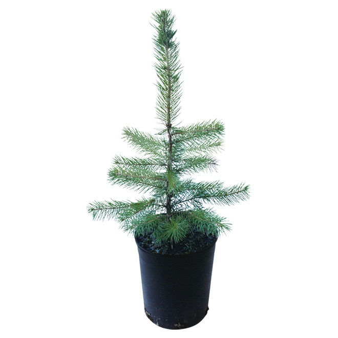 Potted Spruce