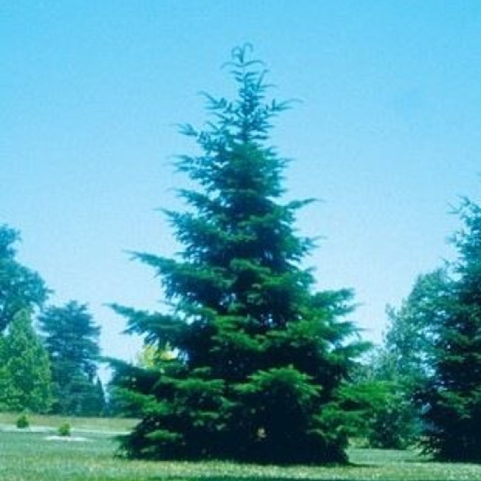 Fir Rocky Mountain Douglas 1 Gal