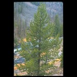 Pine Lodgepole