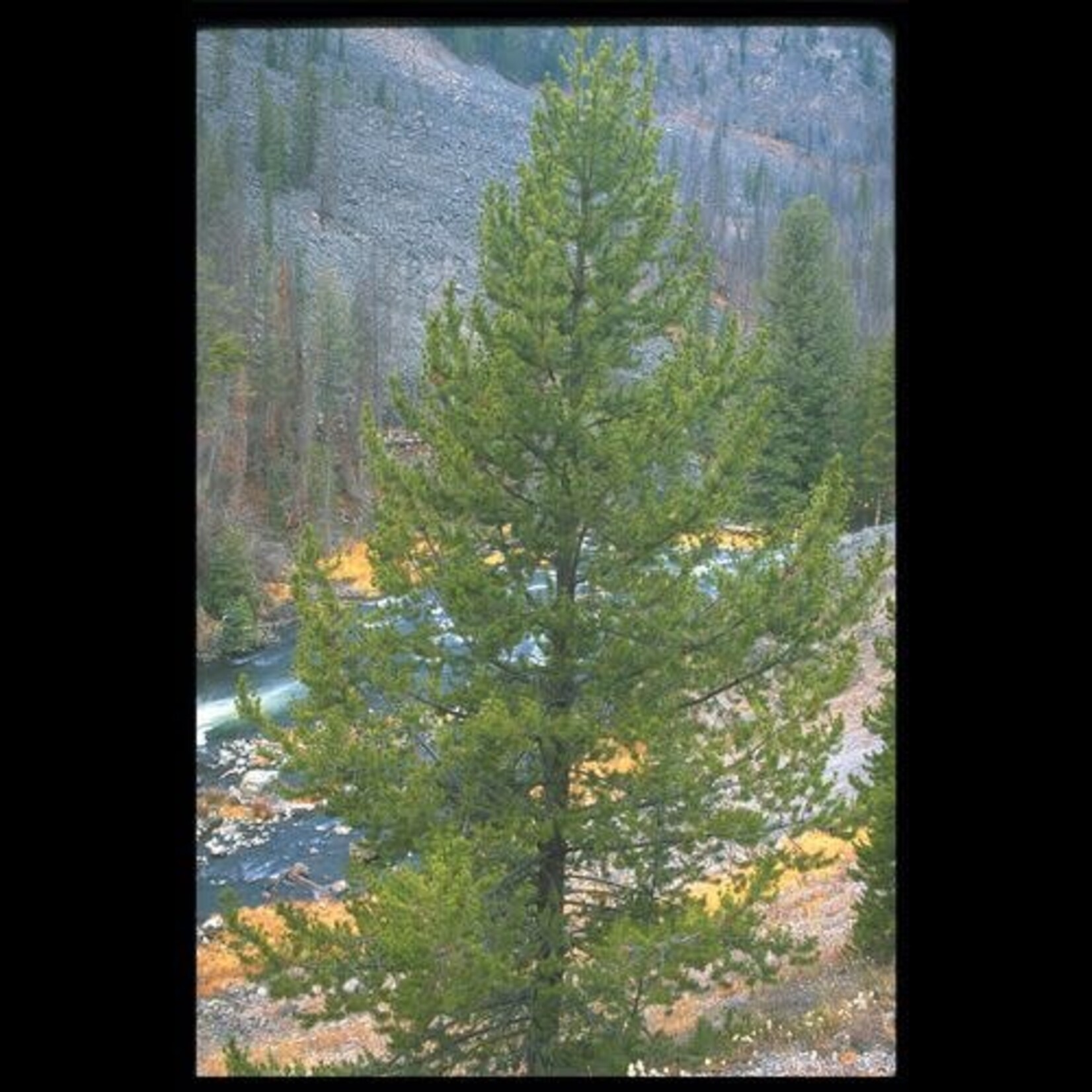 Pine Lodgepole