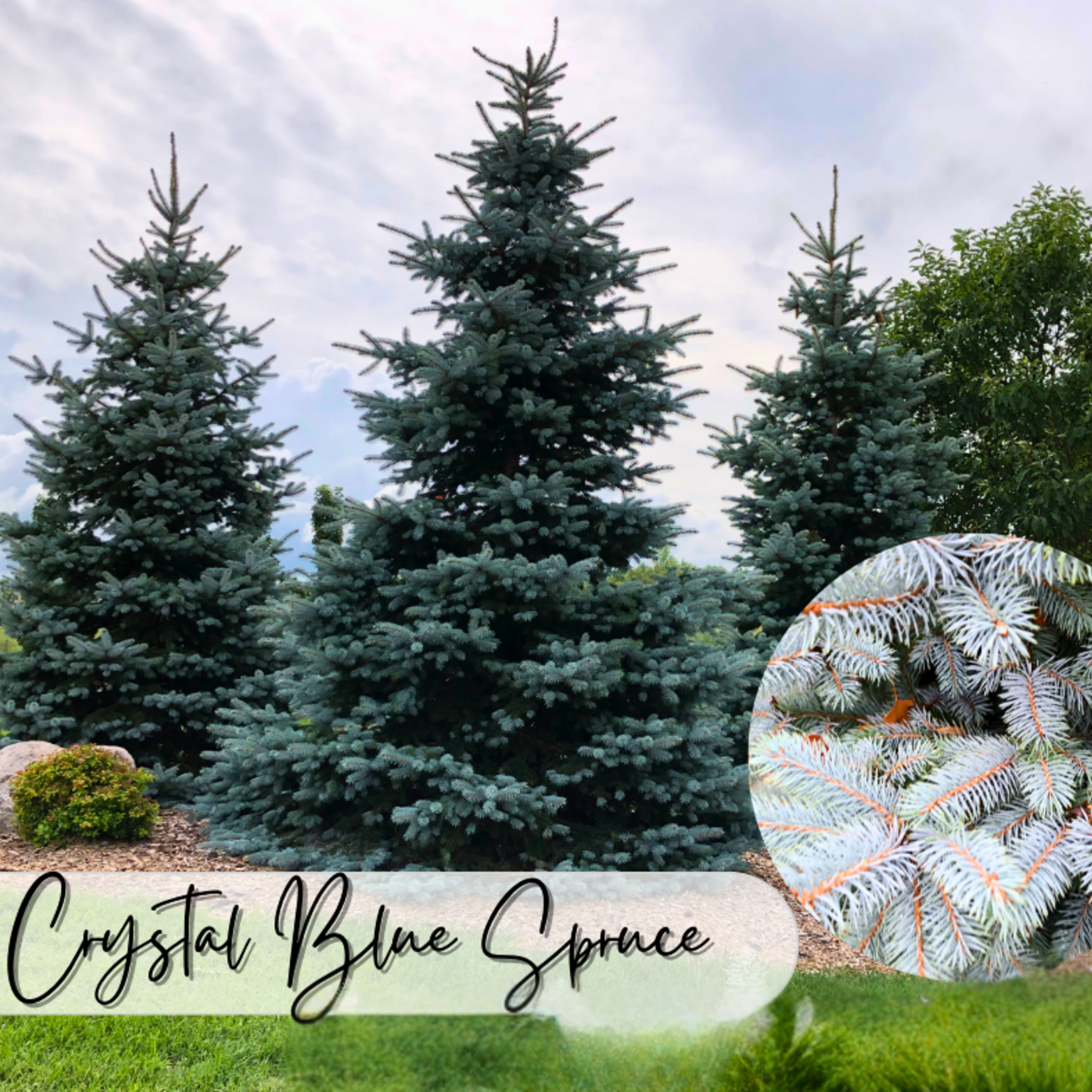 Spruce Colorado 'Crystal Blue'