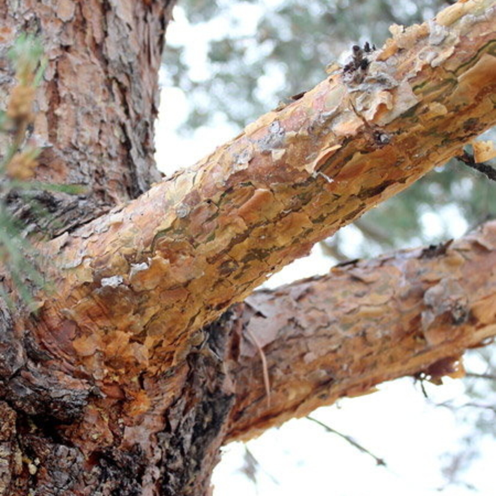 Pine Scot's (Scotch)