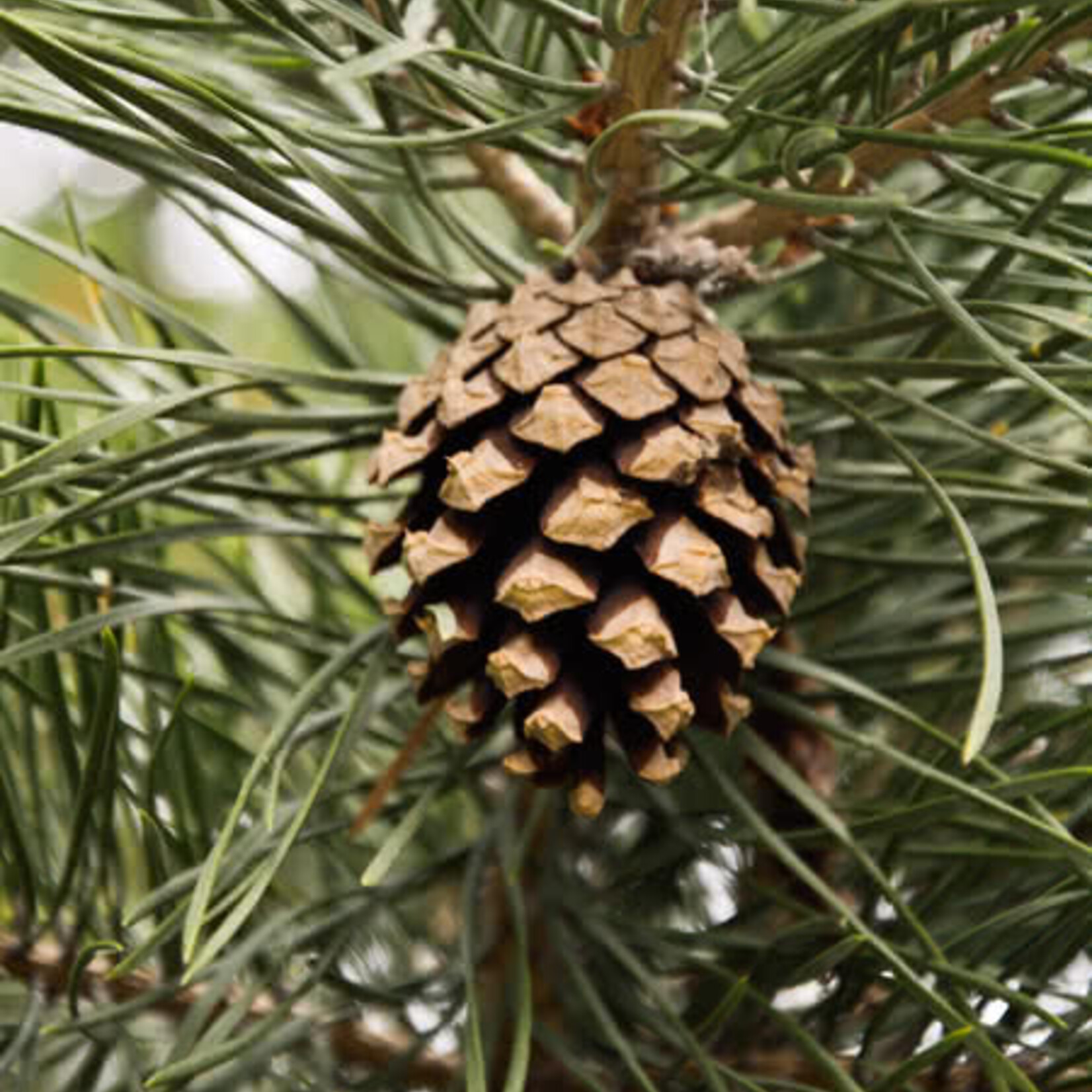 Pine Scot's (Scotch)