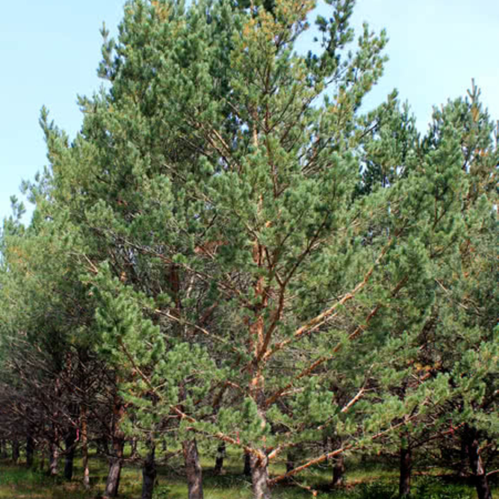 Pine Scot's (Scotch)